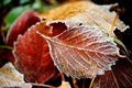 Frozen autumn natural close up colorfull red, green, yellow leaves. Royalty Free Stock Photo