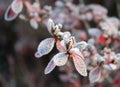 Frozen azalea with red leaves The first frosts, cold weather, frozen water, frost and hoarfrost. Macro shot. Early Royalty Free Stock Photo