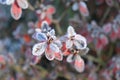 Frozen azalea with red leaves The first frosts, cold weather, frozen water, frost and hoarfrost. Macro shot. Early Royalty Free Stock Photo