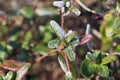 Frozen azalea with red leaves .The first frosts, cold weather, frozen water, frost and hoarfrost. Macro shot. Early winter . Blurr Royalty Free Stock Photo