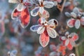 Frozen azalea with red leaves .The first frosts, cold weather, frozen water, frost and hoarfrost. Macro shot. Early Royalty Free Stock Photo