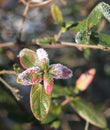 Frozen azalea with red leaves The first frosts, cold weather, frozen water, frost and hoarfrost. Macro shot. Early Royalty Free Stock Photo