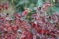 Frozen azalea with red leaves The first frosts, cold weather, frozen water, frost and hoarfrost. Macro shot. Early winter . Royalty Free Stock Photo