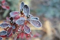 Frozen azalea with red leaves The first frosts, cold weather, frozen water, frost and hoarfrost. Macro shot. Early winter . Royalty Free Stock Photo