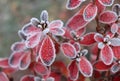Frozen azalea with red leaves The first frosts, cold weather, frozen water, frost and hoarfrost. Macro shot. Early Royalty Free Stock Photo