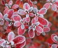 Frozen azalea with red leaves The first frosts, cold weather, frozen water, frost and hoarfrost. Macro shot. Early winter. Blurred Royalty Free Stock Photo