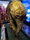 Frozen baby mammoth Lyuba @ Australia National Museum