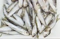 Frozen baltic herring closeup