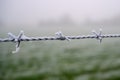 Frozen Barbed wire isolated from background Royalty Free Stock Photo