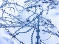 Frozen barbed wire Royalty Free Stock Photo