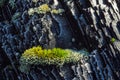 Frozen bark with moss Royalty Free Stock Photo