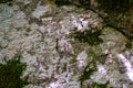 Frozen bark of a tree in hoarfrost covered with moss texture. Dark background Royalty Free Stock Photo