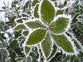 Frozen bay leaves Royalty Free Stock Photo