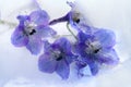 Frozen blue delphinium flower Royalty Free Stock Photo