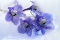 Frozen blue delphinium flower