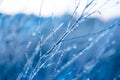 Frozen beautiful plants covered with icicles. Winter background. Selective focus. Shallow depth of field