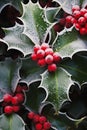 Frozen Beauty: A Closeup of Holly Berries and Naturalistic Wreat