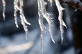 Frozen beauty tree branches adorned with shimmering icicles of ice