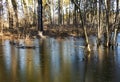 Frozen beaver pond with gnawing tree