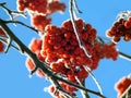 frozen berries