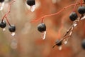 Frozen Berries Royalty Free Stock Photo