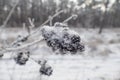 Frozen berries on bare twig in early winter Royalty Free Stock Photo