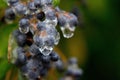 Frozen Berries