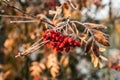 The frozen berries and leaves of rowan at sunny autumn morning Royalty Free Stock Photo