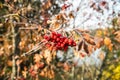 The frozen berries and leaves of rowan at sunny autumn morning Royalty Free Stock Photo