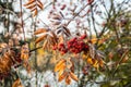 The frozen berries and leaves of rowan at sunny autumn morning Royalty Free Stock Photo
