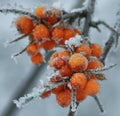 Frozen berries of sea-buckthorn