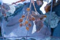 Frozen berries on the tree in the winter Royalty Free Stock Photo
