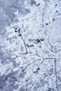 Berry frozen on tree covered by snow and ice