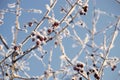 Frozen berry plant Royalty Free Stock Photo