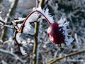 A frozen berry on it's branch in a wood in a cold morning Royalty Free Stock Photo