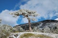 Frozen Big Pine In Winter Etna Park, Sicily