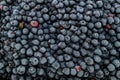 Frozen bilberries - texture Royalty Free Stock Photo