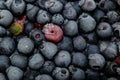 Frozen bilberries - texture Royalty Free Stock Photo