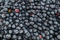 Frozen bilberries - texture Royalty Free Stock Photo