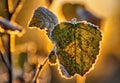 Frozen birch branch Royalty Free Stock Photo