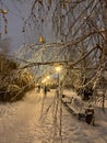 frozen birch branches against the background of a path in a winter park in the evening. selective focus Royalty Free Stock Photo