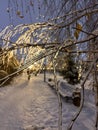 frozen birch branches against the background of a path in a winter park in the evening. selective focus Royalty Free Stock Photo