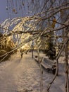 frozen birch branches against the background of a path in a winter park in the evening. selective focus Royalty Free Stock Photo