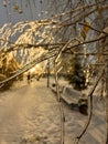 frozen birch branches against the background of a path in a winter park in the evening. selective focus Royalty Free Stock Photo