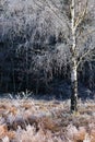 Frozen Birch