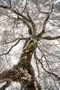 Frozen and birch tree with broken branch Royalty Free Stock Photo