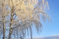 Frozen birch of tree covered with hoarfrost on blue sky background