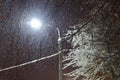 Frozen birch in the cold winter night