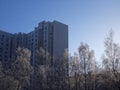 Frozen birches in winter on a clear day