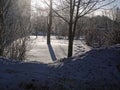 Frozen birches in winter on a clear day